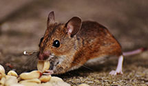 24 Hour & Emergency Exterminators in Whitesville, WV